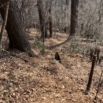 ここから富士急ハイランド駅方面に下りるルートがロープで通せんぼされてる。
　ん？これ行けないの？行っていいの？どっち？

行っちゃダメな所にトレランの人が入っていきました。なんて言われると誰かに迷惑かけそうなので、こうなっている以上は別ルートで行くか…
遠回りになるんだよなぁと思いながらしぶしぶ下りていくと…
