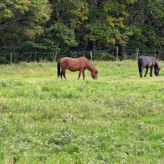 戸隠牧場で朝方見かけなかった、お馬さん。
今年の干支