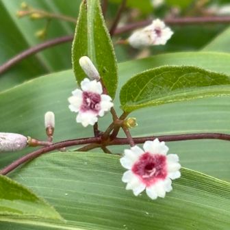 ヘクソカズラ(屁糞葛)
葉や茎を傷つけると悪臭がするのでこの名。
ヤイトバナ、早乙女花と可愛い名もあります💕
あ、花弁4裂は初めて！