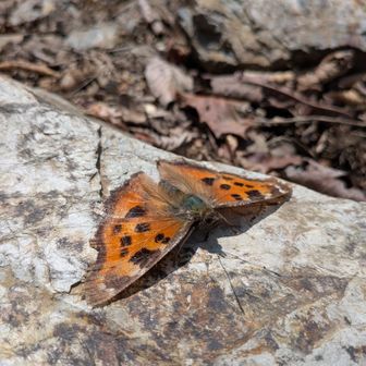 ヒオドシチョウ