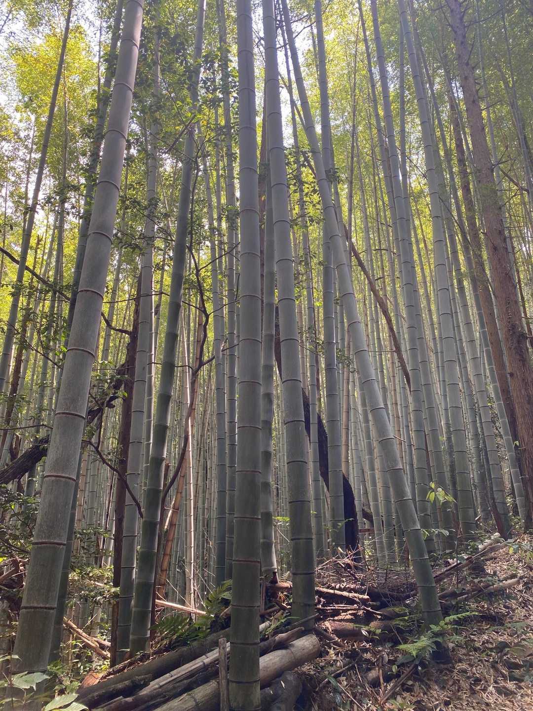 竹藪、虫がたかってくる〜この時期がやってきた😫