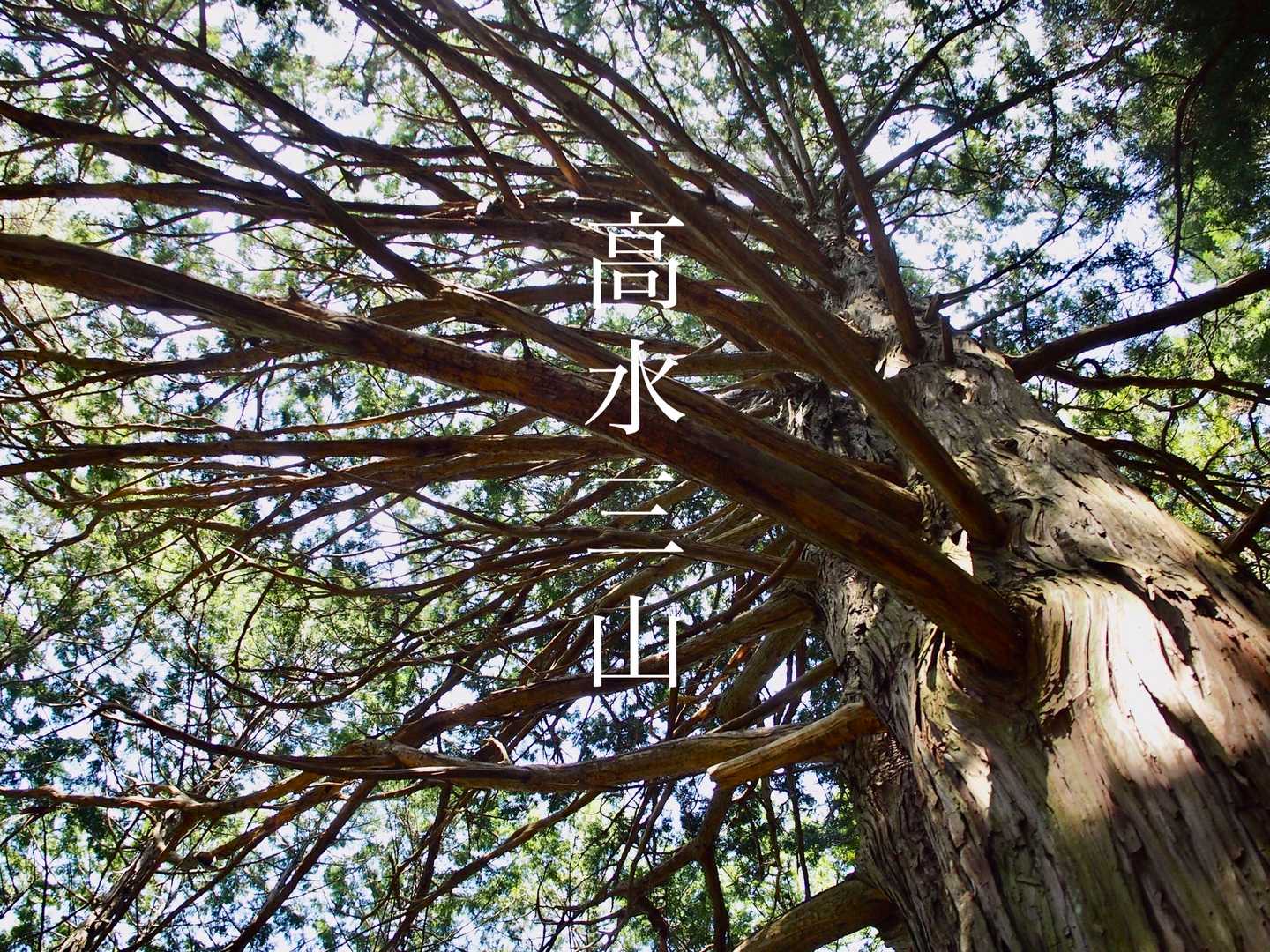 枝ぶりが見事。