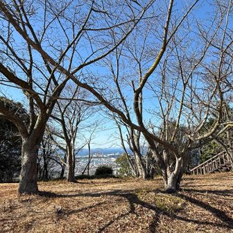 桜の木の間から見える景色も良くて、春はとても賑わいそう✨