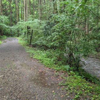 ここからは林道
