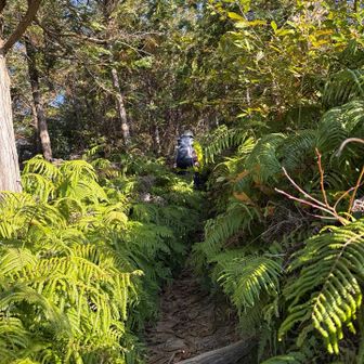 ウラジロ群生地登山道