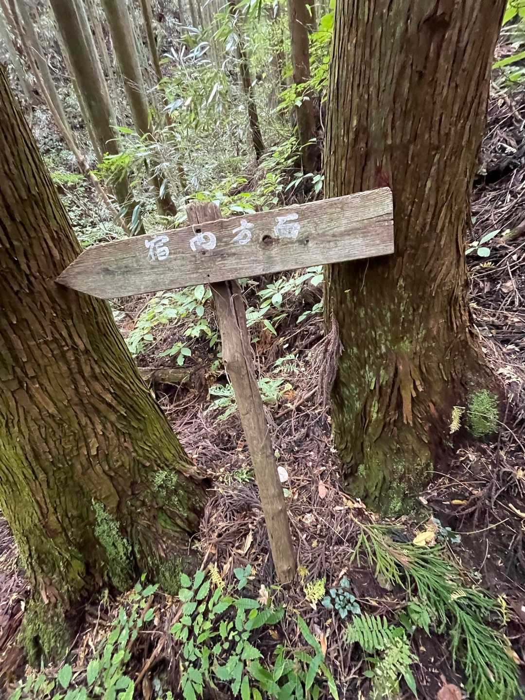 迷わずこっちに降りて来ちゃう登山道だけど、これがあったらルートミスなので戻りますよー！

私は全く気付かずにどんどん下っていき、え？こんなに下るの？って疑問に思ってから地図を見て登り返してきた…

だってこっちの方が整備されてるしピンクのテープはちょこちょこ付いてるし踏み跡もあるしきっと誰もが迷う事なくこっちに踏み入れるはずだよー( ´•̥̥̥ω•̥̥̥`)
↑ココ息継ぎなしで読んでくださいね。私の心境と言い訳が伝わると思う笑笑