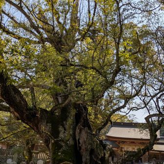 前回見た時も圧倒された御神木🙏凄いパワーです✨✨樹齢2600年