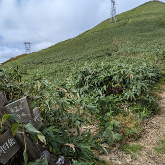 七ツ小屋山を目指します