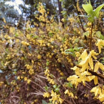 恐らくレンギョウでしょうか？きれいな色下鼻でした。