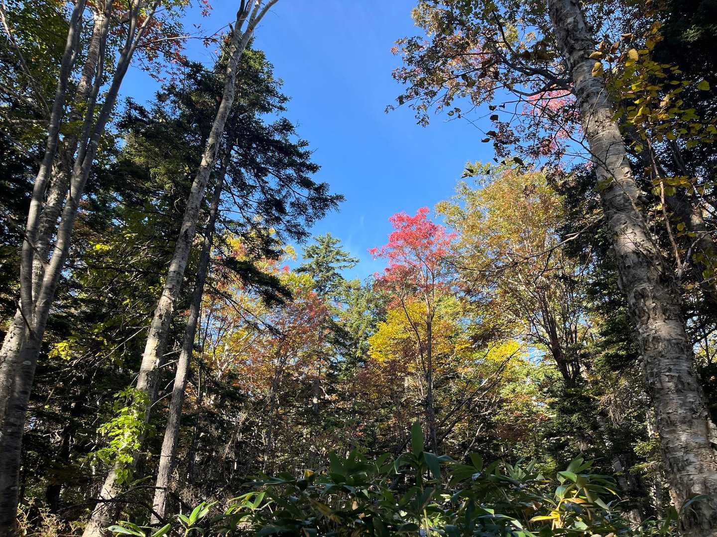 紅葉🍁もいい感じでした✨