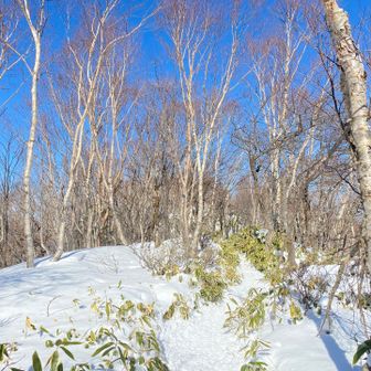 晴れた雪山も良いね