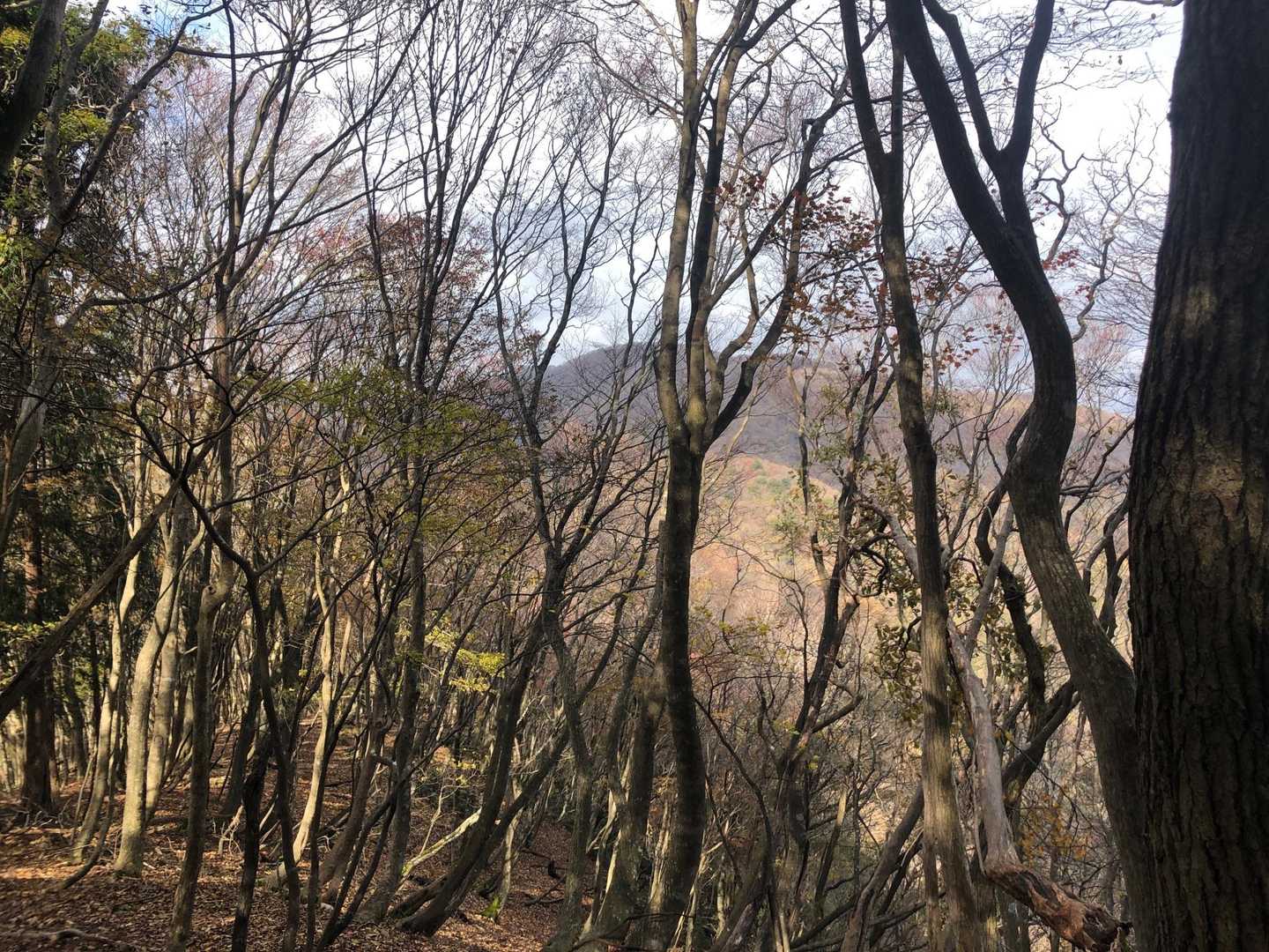 ちらっとソノド