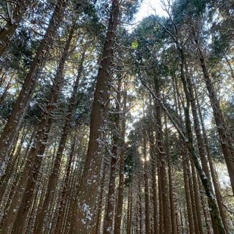 木漏れ日きれー✨✨