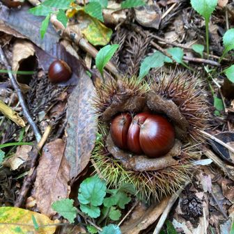 モコパパ(ひろ)