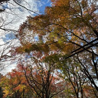 紅葉がまだ残っています🍁