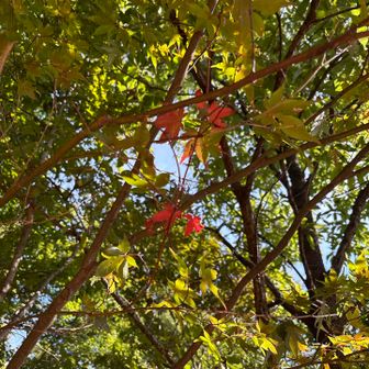 枝の先だけ紅葉🍁