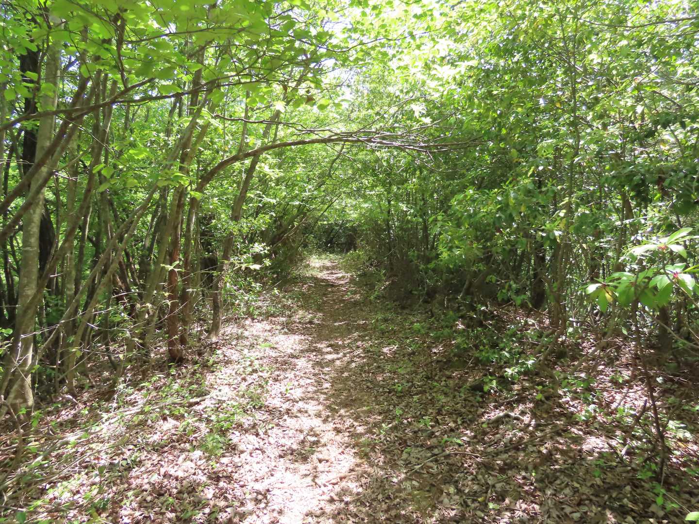 ここでも緑のトンネル🌲