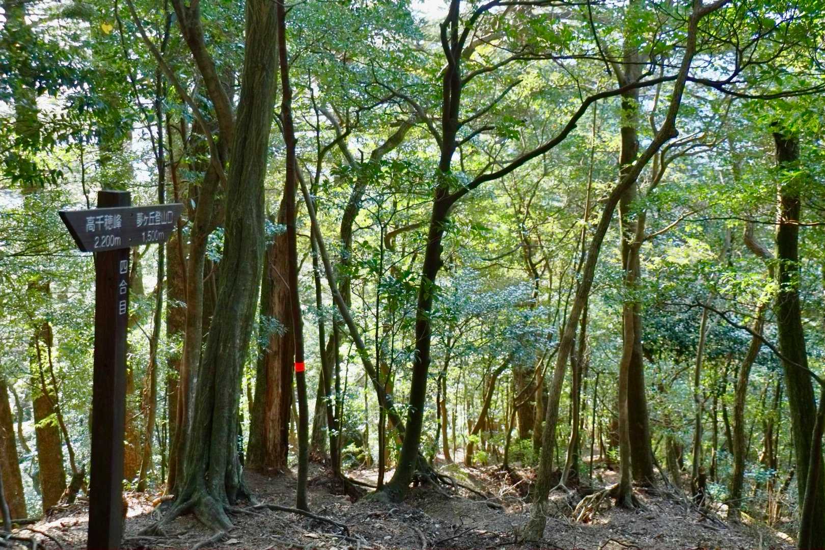 綺麗な森林
気持ちが良い🌳⋆꙳