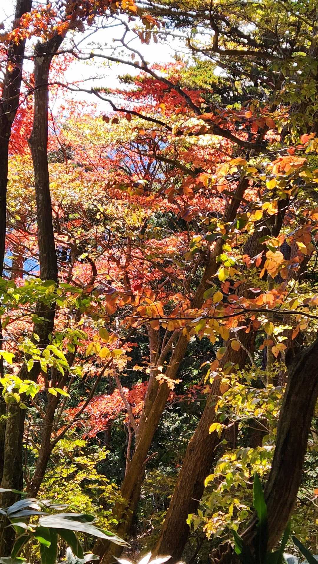 秋真っ盛りです。