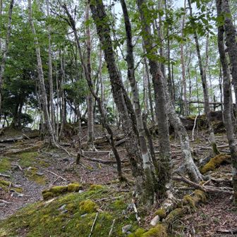 五色の頭のピークはこのあたりのはずだが、山名板など見つからなかった。