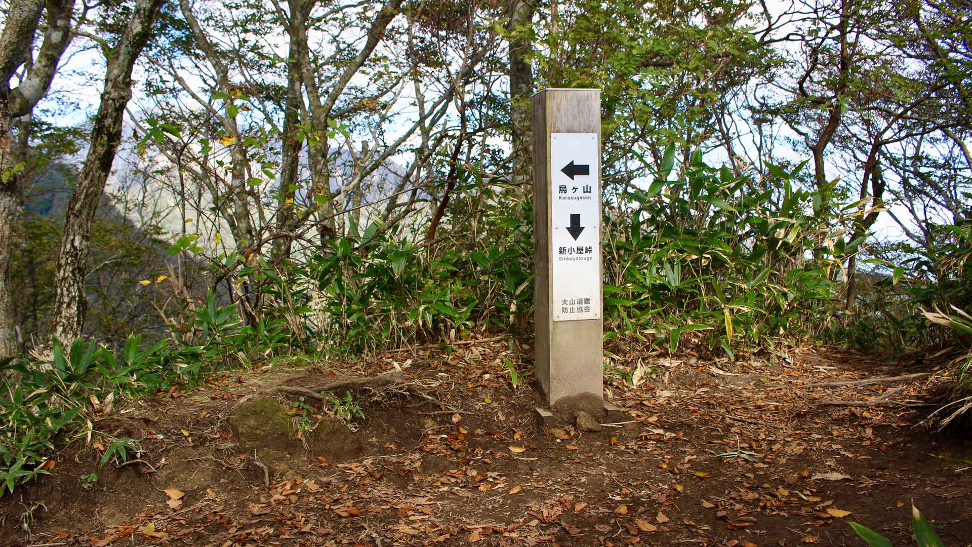 尾根道に到着しました。
ちょっとホッとします。