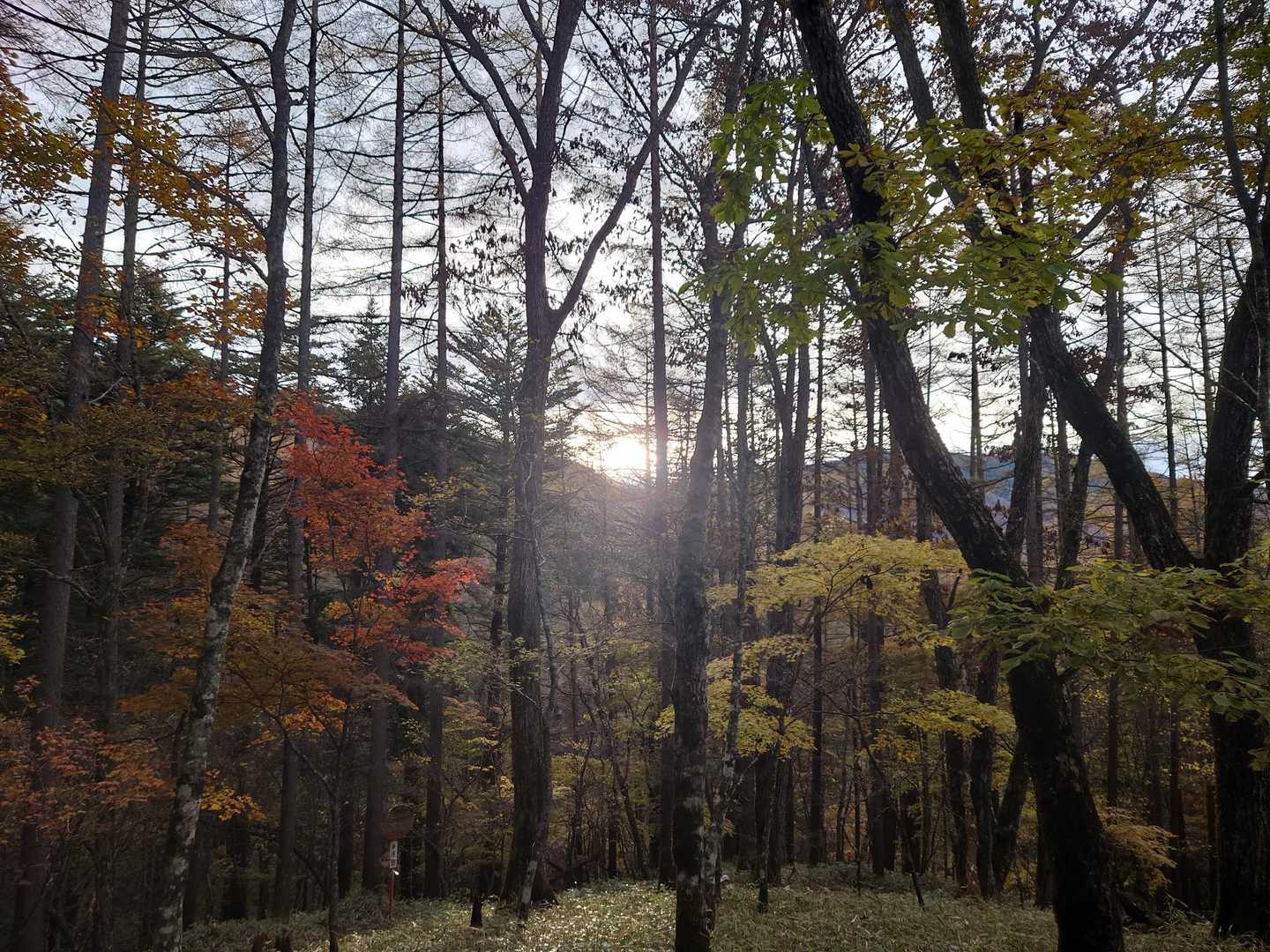 日が昇り、紅葉も色鮮やかに