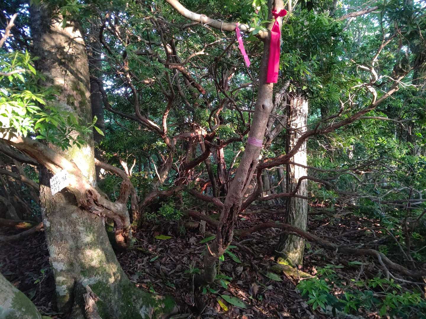 相変わらず魅力度ゼロな山頂😂
ここのランドマーク登録申請したの僕なんです🤭
武平峠〜鎌ヶ岳より距離なら短いので興味ある人はどうぞ👍