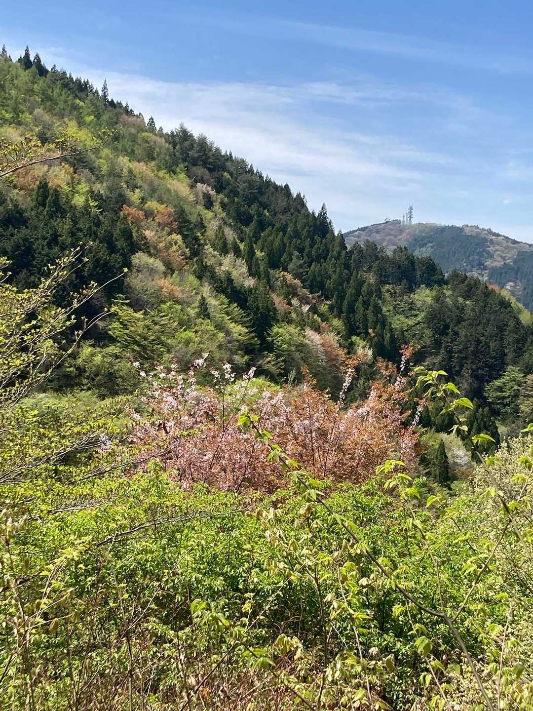 まだ、山桜🌸が残ってます☺️