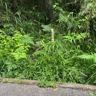 確かにわかりにくい音信山山頂への入り口
