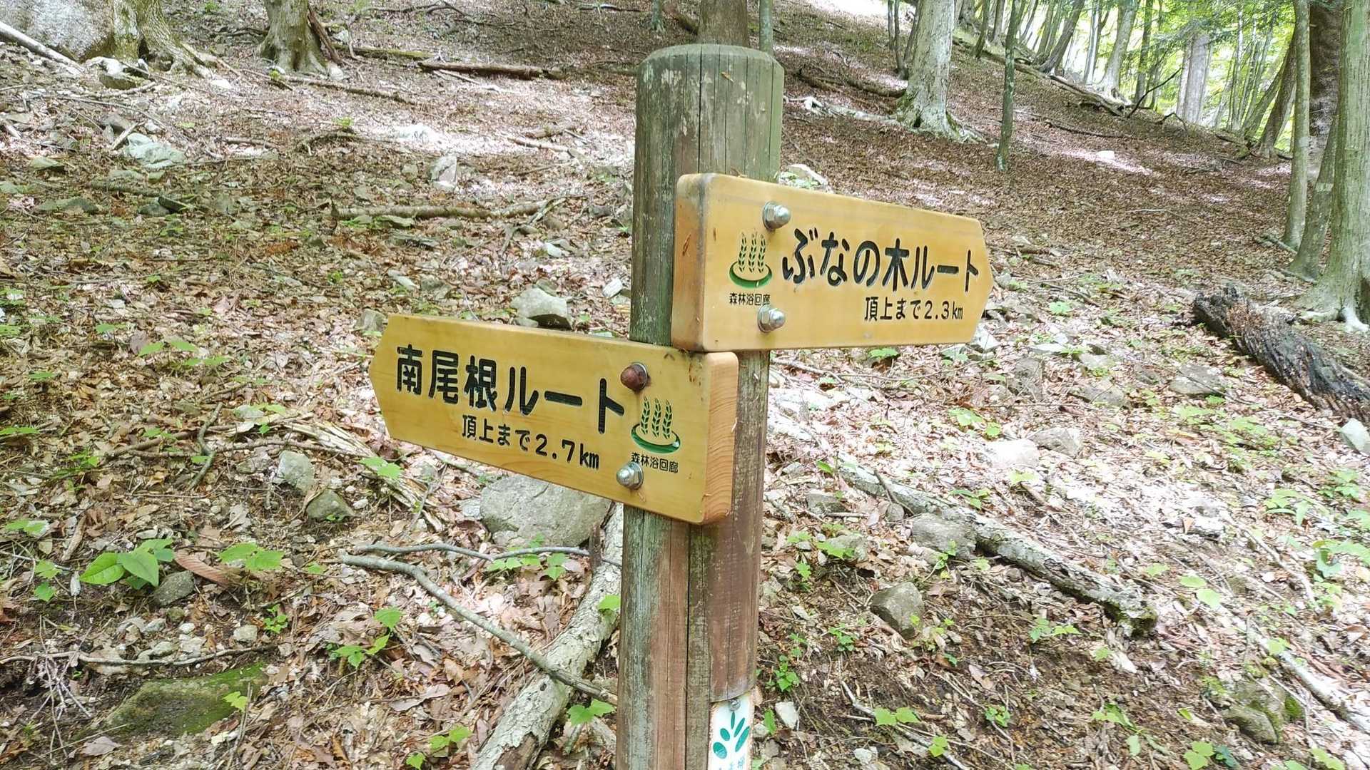 ぶなの木ルートへ
♨️の緑は森林浴