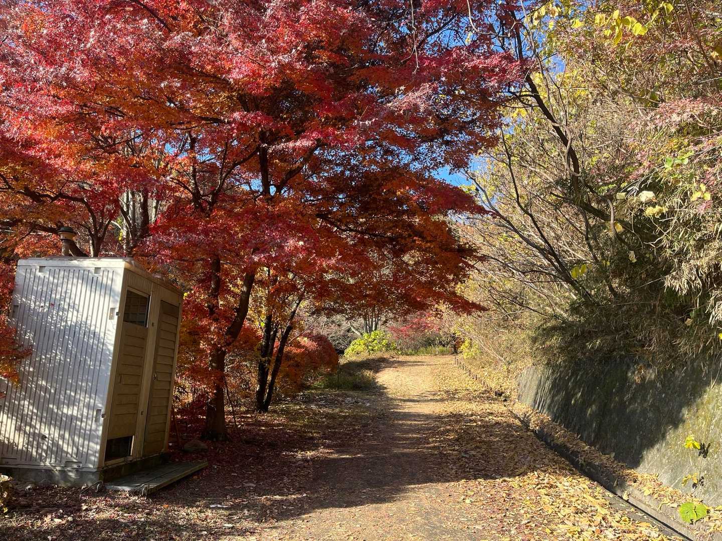 🍁のトンネル