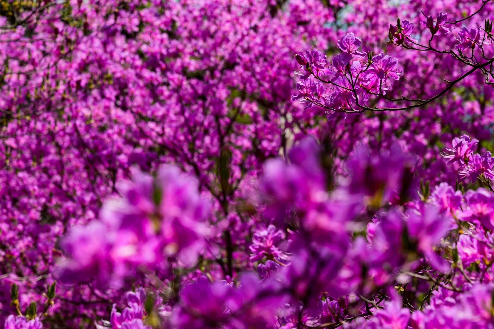 🌸🌸🌸