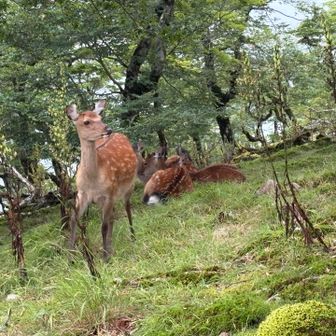 逃げるでもなくこちらを覗っています