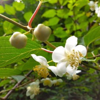 マタタビ。
葉っぱの先が白いので、すぐにわかります。
ネコの好物って、ほんとかな？
