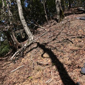 鉄塔を超えて少し下がったところから景徳院方面に下山開始。
最初は斜度がキツイところあるけど、階段状のステップが埋められていて歩きやすかった