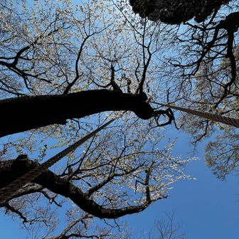 ヤマザクラのブランコ