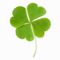 ４つ葉のクローバー
