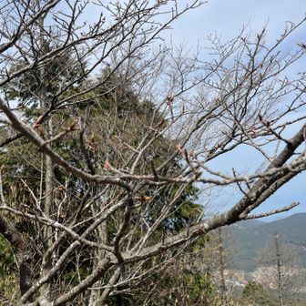 山頂の山桜
開花はもう少し先のよう