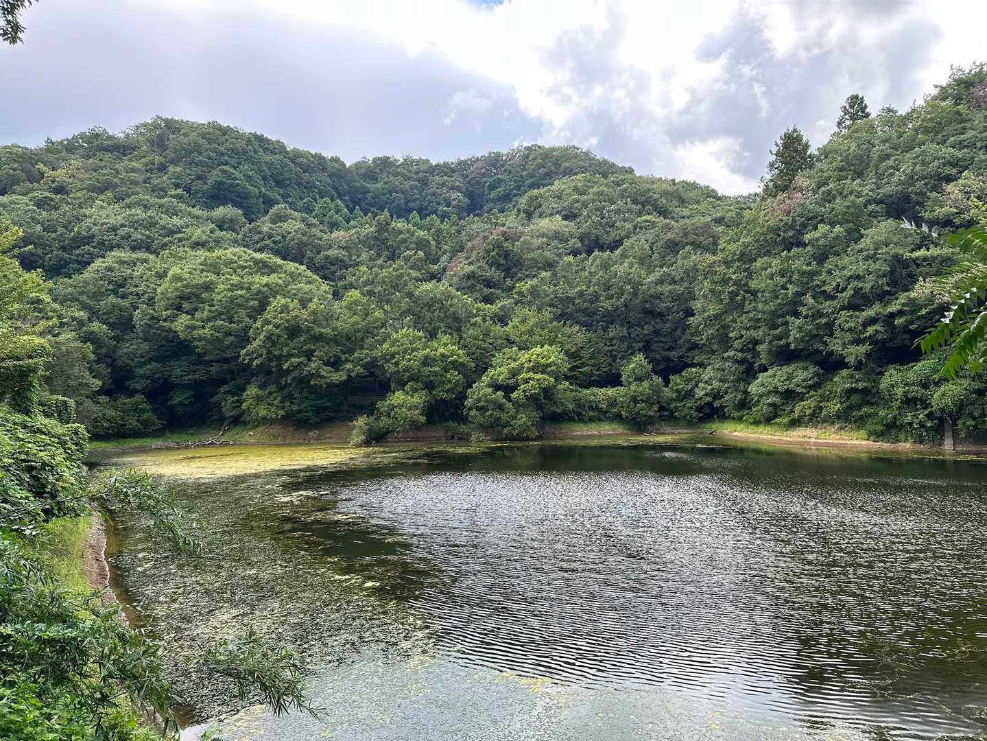 またまた谷津池水ないなぁ