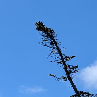 ホシガラスが飛んでました
逃げられてあまりいい写真撮れず…
