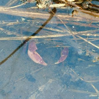 そばの水底には、、、
そこに居るのは分かってるんだ
おとなしく出てこい！   🦀