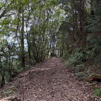 初めての山らしい道w