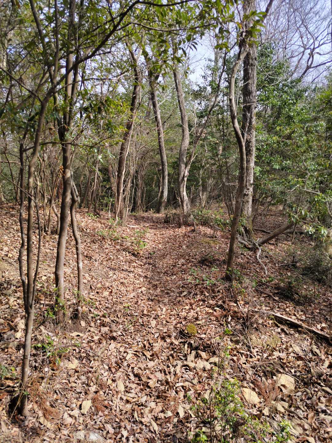 秀吉軍も進軍したはずの道を通って高取山を目指す