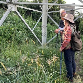 鉄塔の下は人の手が入った草地。場所によって植生が変わる。ここはキンエノコロとススキ。そしてツリガネニンジンとヒヨドリバナ。