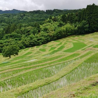 棚田はお見事。