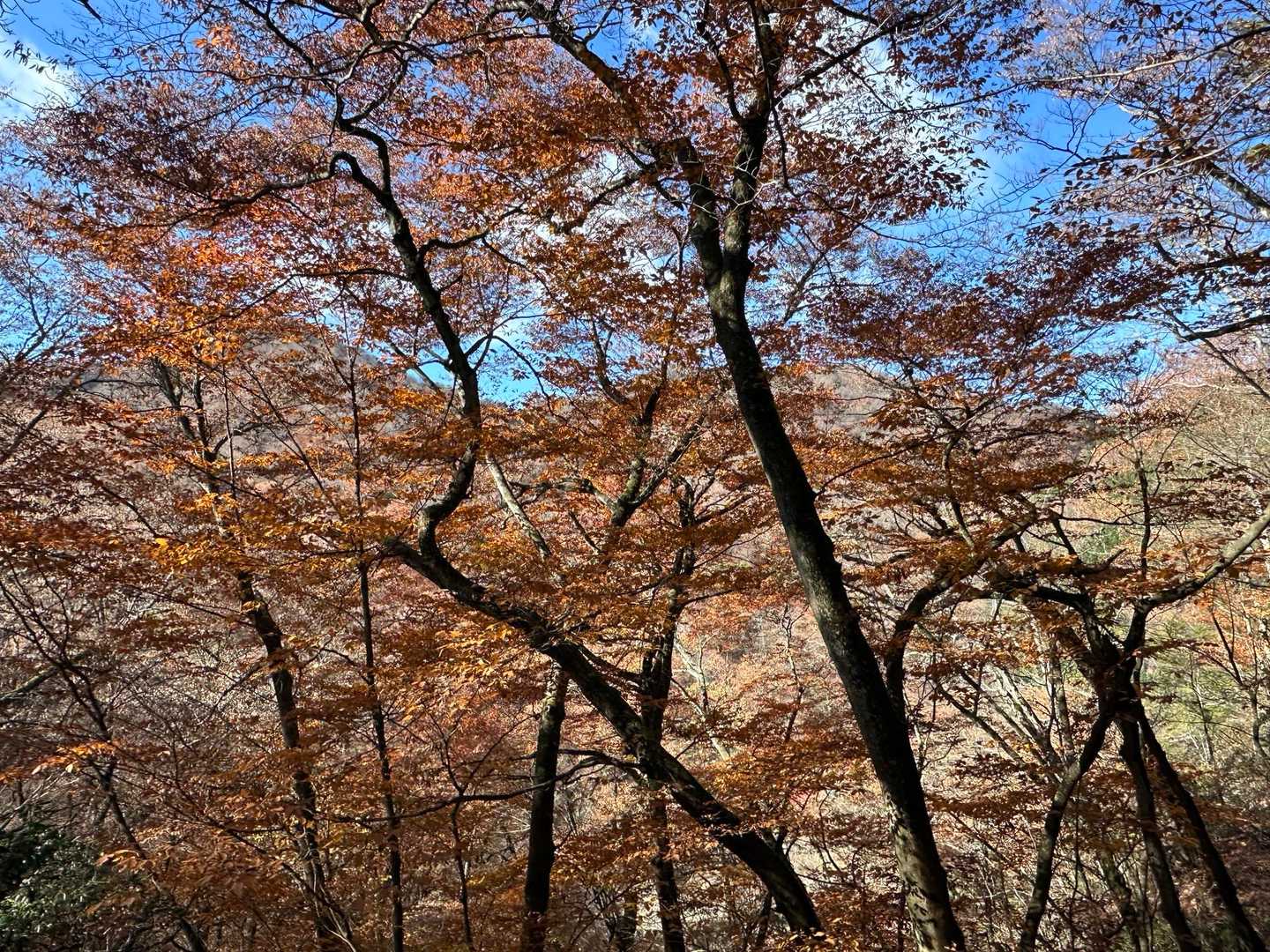 イイね。