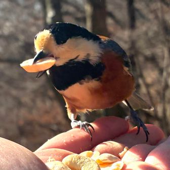 美味しいナッツですよ😆