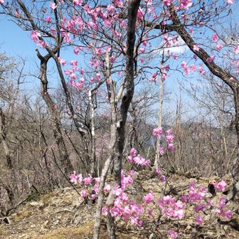 ヤシオ山のアカヤシオ
左奥は金原山