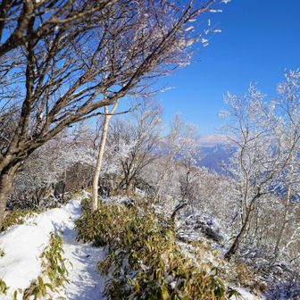 霧氷残ってた。