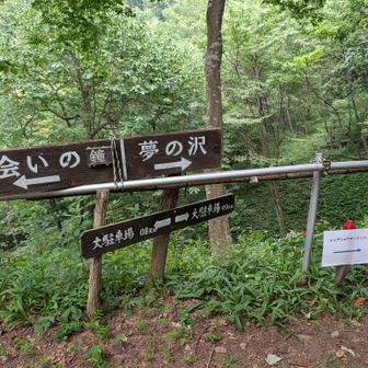 夢の沢方面にレンゲショウマの群生地がありますが、登頂後の楽しみに取っておきます🫡
